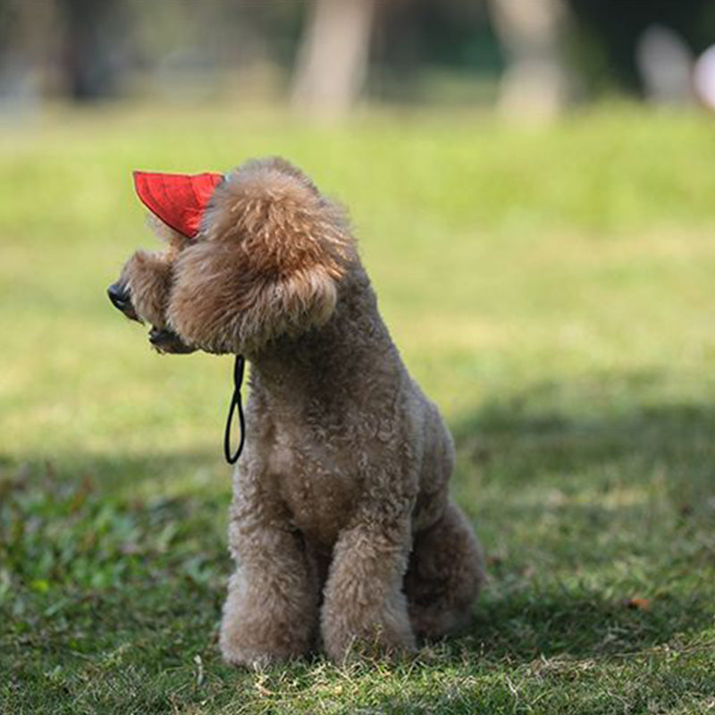 Chapeau pour chien