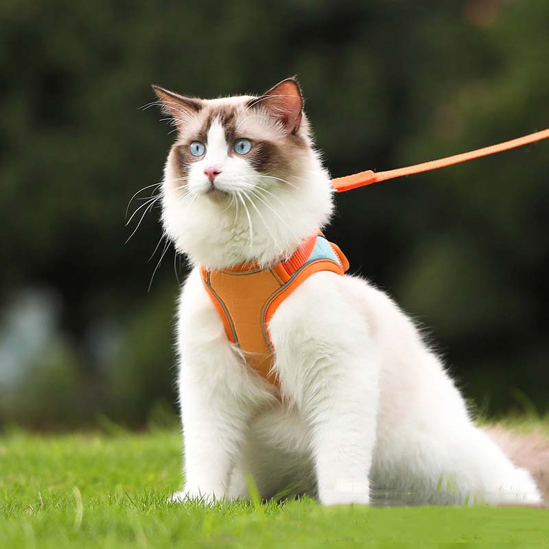 🐱 60% DE RÉDUCTION ! ✨ Harnais Réfléchissant Anti-Évasion pour Chat - Sécurité Nocturne avec Laisse Confortable et Ajustable 🌙🦺