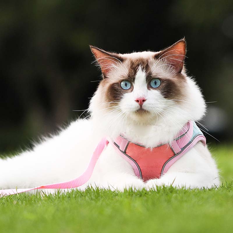 🐱 60% DE RÉDUCTION ! ✨ Harnais Réfléchissant Anti-Évasion pour Chat - Sécurité Nocturne avec Laisse Confortable et Ajustable 🌙🦺