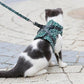 🔥Cat Vest Harnais et Laisse Anti-casse Poitrine Strap Cat Vêtements 🔥Achetez-en 2, livraison gratuite🔥