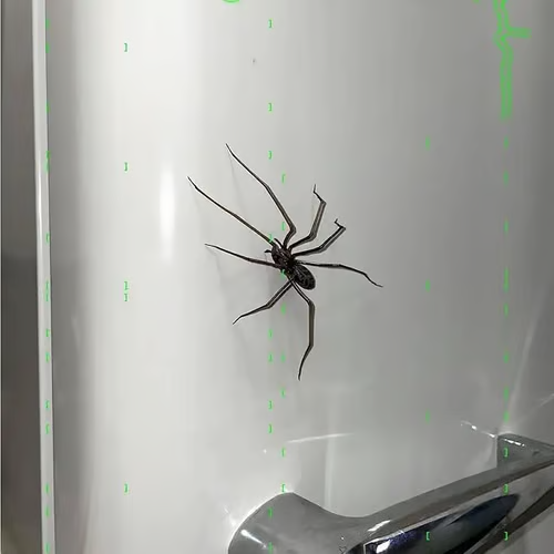 Spider Fridge Magnet🎁Realistic Spider Magnets, for Refrigerator, Garage Door, or Car