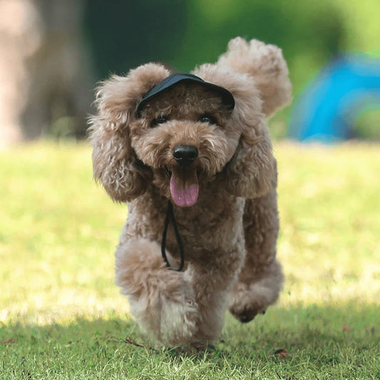 Chapeau pour chien