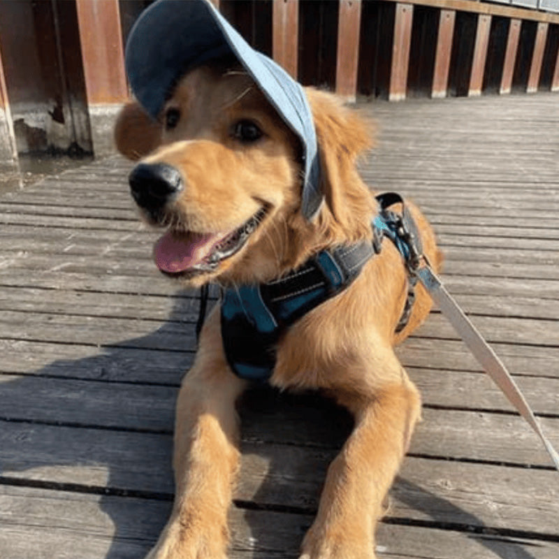 Chapeau pour chien