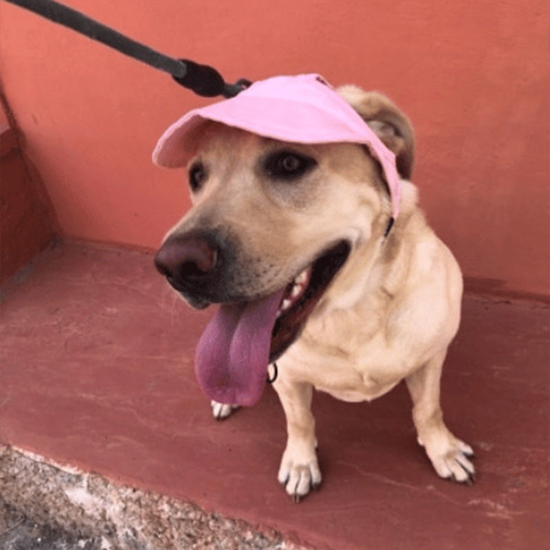 Chapeau pour chien