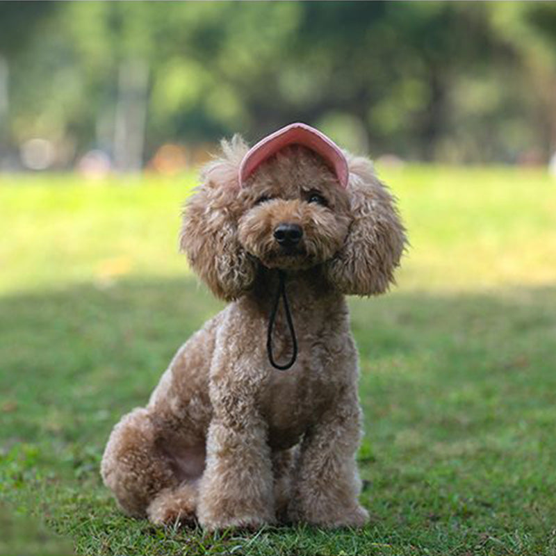 Chapeau pour chien