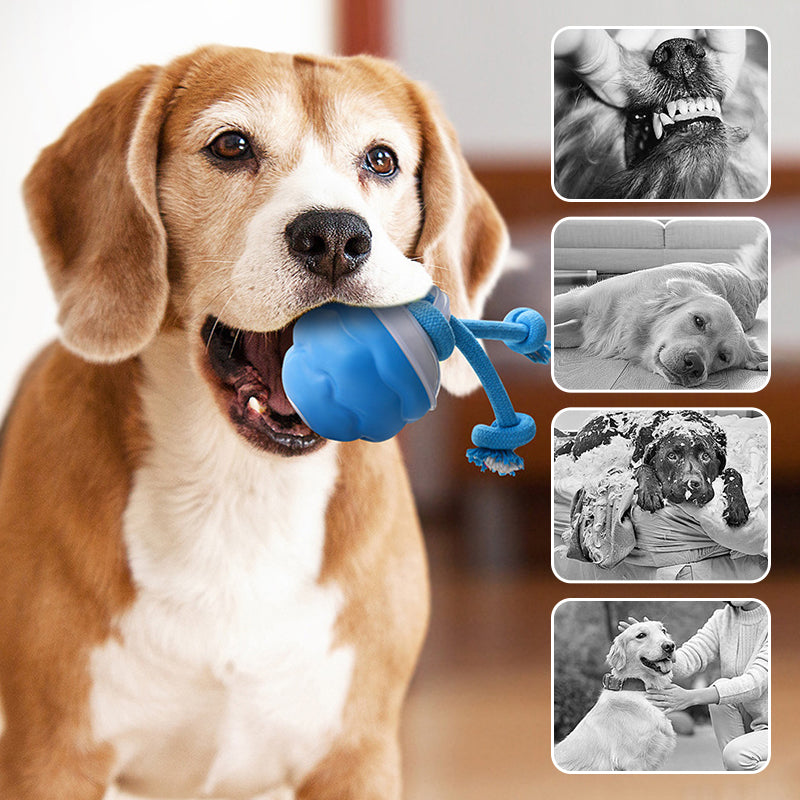 Balle interactive électronique apaisante pour animaux de compagni