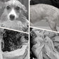 🔥Soldes du Nouvel An 50 % de réduction🐕Peignoir pour chien doux, absorbant et à séchage rapide