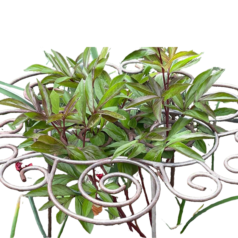 💐50% DE RÉDUCTION ! Support Anti-Chute pour Plantes – Idéal pour Roses & Dahlias 🌹🌿【Qualité Pro】